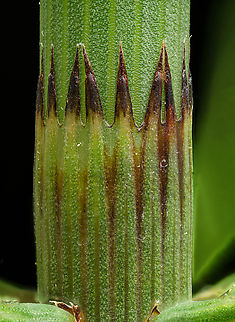 Equisetum_fluviatile1_2024-06-06 SW Michigan USA Water (or swamp) Horsetail. This is a closeup of the division point of one of the many sections. The sections are each slightly narrower, having 'telescoped' out of the lower section. They were growing in a wetland, next to the trail.

This is a cross section of the stem:
https://www.jungledragon.com/image/161227/equisetum_fluviatile2_2024-06-06_sw_michigan_usa.html Equisetum fluviatile,Geotagged,River Horsetail,Spring,United States