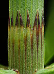 Equisetum_fluviatile1_2024-06-06 SW Michigan USA Water (or swamp) Horsetail. This is a closeup of the division point of one of the many sections. The sections are each slightly narrower, having 'telescoped' out of the lower section. They were growing in a wetland, next to the trail.<br />
<br />
This is a cross section of the stem:<br />
https://www.jungledragon.com/image/161227/equisetum_fluviatile2_2024-06-06_sw_michigan_usa.html Equisetum fluviatile,Geotagged,River Horsetail,Spring,United States