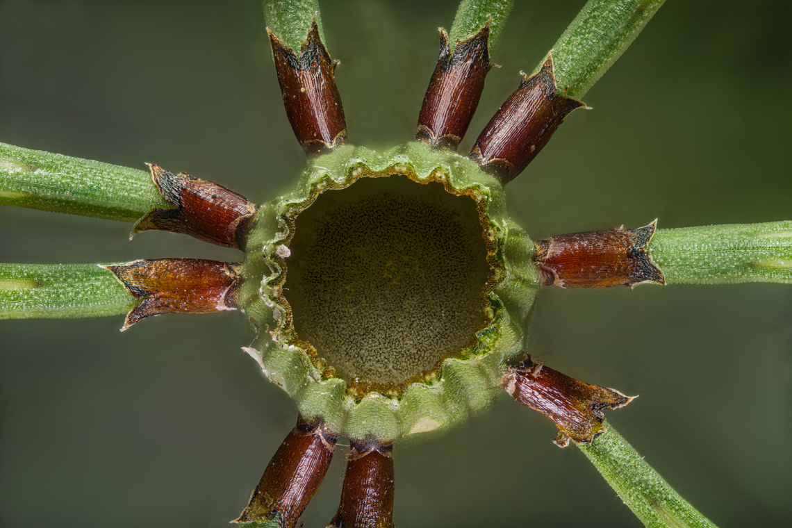 Equisetum_fluviatile2_2024-06-06 SW Michigan USA I sliced the stem below the section division to show the corrugated nature of the stem. The stems are hollow except for a narrow plug at each division and the stem walls are thin, relying on the corrugation to stiffen them up enough to support the plant&#039;s weight.<br />
<br />
The pinched appearance of the stem at the slice is an illusion, an unfortunate by-product of perspective change due to the movement of the camera during the focus stacking process. The stem is not actually tapered at this point. <br />
<br />
Another view:<br />
<figure class="photo"><a href="https://www.jungledragon.com/image/161226/equisetum_fluviatile1_2024-06-06_sw_michigan_usa.html" title="Equisetum_fluviatile1_2024-06-06 SW Michigan USA"><img src="https://s3.amazonaws.com/media.jungledragon.com/images/11710/161226_thumb.jpg?AWSAccessKeyId=05GMT0V3GWVNE7GGM1R2&Expires=1767225610&Signature=qmFjoHjXWMU%2BUIk8wzL%2BSk%2FQ00Q%3D" width="112" height="152" alt="Equisetum_fluviatile1_2024-06-06 SW Michigan USA Water (or swamp) Horsetail. This is a closeup of the division point of one of the many sections. The sections are each slightly narrower, having &#039;telescoped&#039; out of the lower section. They were growing in a wetland, next to the trail.<br />
<br />
This is a cross section of the stem:<br />
https://www.jungledragon.com/image/161227/equisetum_fluviatile2_2024-06-06_sw_michigan_usa.html Equisetum fluviatile,Geotagged,River Horsetail,Spring,United States" /></a></figure><br />
 Equisetum fluviatile,River Horsetail