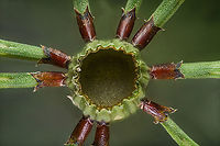 Equisetum_fluviatile2_2024-06-06 SW Michigan USA I sliced the stem below the section division to show the corrugated nature of the stem. The stems are hollow except for a narrow plug at each division and the stem walls are thin, relying on the corrugation to stiffen them up enough to support the plant's weight.<br />
<br />
The pinched appearance of the stem at the slice is an illusion, an unfortunate by-product of perspective change due to the movement of the camera during the focus stacking process. The stem is not actually tapered at this point. <br />
<br />
Another view:<br />
https://www.jungledragon.com/image/161226/equisetum_fluviatile1_2024-06-06_sw_michigan_usa.html<br />
 Equisetum fluviatile,River Horsetail