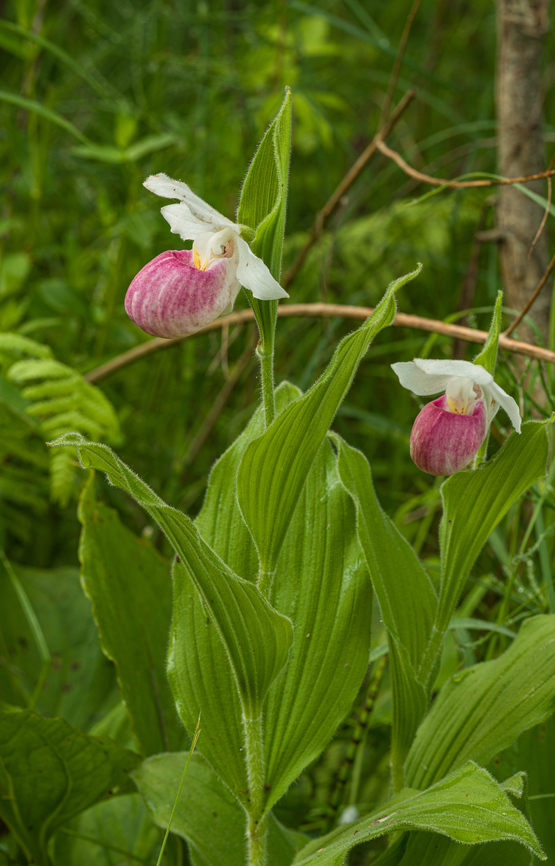 Cypripedium_reginae_2024-06-08 SW Michigan USA Shot from the boardwalk at the Pierce Cedar Creek Institute. Taken shortly after sunrise.<br />
<br />
Closer view:<br />
<figure class="photo"><a href="https://www.jungledragon.com/image/161272/cypripedium_reginae2_2024-06-08_sw_michigan_usa.html" title="Cypripedium_reginae2_2024-06-08 SW Michigan USA"><img src="https://s3.amazonaws.com/media.jungledragon.com/images/11710/161272_thumb.jpg?AWSAccessKeyId=05GMT0V3GWVNE7GGM1R2&Expires=1759968010&Signature=H48c%2Bs4Ac1%2FD1uGXYuGzu%2BBKNEg%3D" width="102" height="152" alt="Cypripedium_reginae2_2024-06-08 SW Michigan USA Taken a little later in the morning, the sun has risen enough to provide a some backlighting.<br />
Another view of this:<br />
<br />
https://www.jungledragon.com/image/161250/cypripedium_reginae_2024-06-08_sw_michigan_usa.html Cypripedium reginae,Cypripedium_reginae" /></a></figure> Cypripedium reginae,Geotagged,Showy Lady's Slipper,Spring,United States
