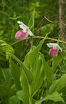 Cypripedium_reginae_2024-06-08 SW Michigan USA Shot from the boardwalk at the Pierce Cedar Creek Institute. Taken shortly after sunrise.<br />
<br />
Closer view:<br />
https://www.jungledragon.com/image/161272/cypripedium_reginae2_2024-06-08_sw_michigan_usa.html Cypripedium reginae,Geotagged,Showy Lady's Slipper,Spring,United States