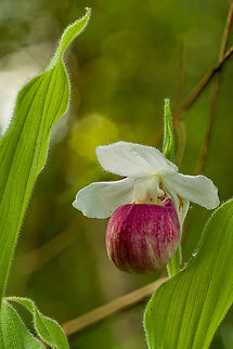 Cypripedium_reginae2_2024-06-08 SW Michigan USA Taken a little later in the morning, the sun has risen enough to provide a some backlighting.
Another view of this:

https://www.jungledragon.com/image/161250/cypripedium_reginae_2024-06-08_sw_michigan_usa.html Cypripedium reginae,Cypripedium_reginae