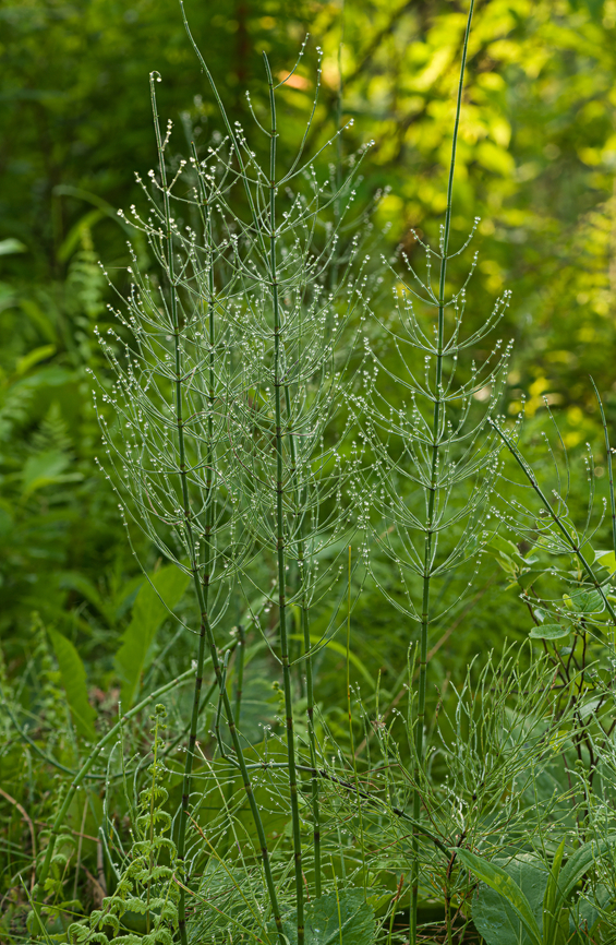 Equisetum_fluviatile3_2024-06-08 SW Michigan USA Water (or swamp) Horsetail covered in early morning dew. Equisetum fluviatile,Geotagged,Spring,United States,Water Horsetail