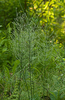 Equisetum_fluviatile3_2024-06-08 SW Michigan USA Water (or swamp) Horsetail covered in early morning dew. Equisetum fluviatile,Geotagged,Spring,United States,Water Horsetail