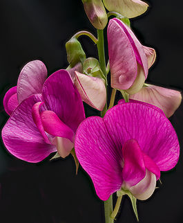 Lathyrus_odoratus_2024-06-09 SW Michigan USA Sweet Pea from JoAnn's garden Geotagged,Lathyrus odoratus,Spring,Sweet pea,United States