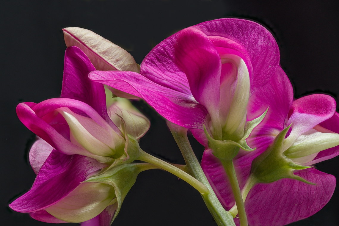 Lathyrus_odoratus2_2024-06-09 SW Michigan USA Sweet Pea, looking up Geotagged,Lathyrus odoratus,Spring,Sweet pea,United States