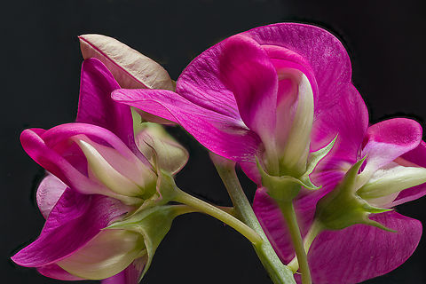 Lathyrus_odoratus2_2024-06-09 SW Michigan USA Sweet Pea, looking up Geotagged,Lathyrus odoratus,Spring,Sweet pea,United States