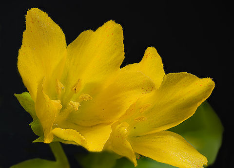 Lysimachia_nummularia_2024-06-10 SW Michigan USA We went for a walk in our back field and at times there were so many of these on the trail that we couldn't proceed without stepping on them. They are actually quite small, 15-20 mm Creeping Jenny,Geotagged,Lysimachia nummularia,Spring,United States
