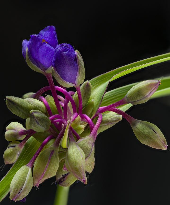 Tradescantia_ohiensis_2024-06-12 SW Michigan USA Found along the two-track road in a hunters parking area. By the time I got back home the three top flowers had closed up.. I tried to coax them open by leaving an overhead light on overnight but this is about as open as they got.<br />
<br />
Next day I went back and got this one:<br />
<figure class="photo"><a href="https://www.jungledragon.com/image/161366/tradescantia_ohiensis_2024-06-13_sw_michigan_usa.html" title="Tradescantia_ohiensis_2024-06-13 SW Michigan USA"><img src="https://s3.amazonaws.com/media.jungledragon.com/images/11710/161366_thumb.jpg?AWSAccessKeyId=05GMT0V3GWVNE7GGM1R2&Expires=1759968010&Signature=v%2BL0VHAx%2BDsNhBYlhuQIDXfqGQA%3D" width="200" height="134" alt="Tradescantia_ohiensis_2024-06-13 SW Michigan USA I collected another flower and managed to photograph it before it closed up.<br />
<br />
The flower I collected the previous day closed by the time I got home:<br />
https://www.jungledragon.com/image/161360/tradescantia_ohiensis_2024-06-12_sw_michigan_usa.html Geotagged,Ohio spiderwort,Spring,Tradescantia ohiensis,United States" /></a></figure> Geotagged,Ohio spiderwort,Spring,Tradescantia ohiensis,United States