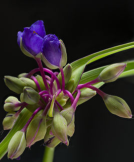 Tradescantia_ohiensis_2024-06-12 SW Michigan USA Found along the two-track road in a hunters parking area. By the time I got back home the three top flowers had closed up.. I tried to coax them open by leaving an overhead light on overnight but this is about as open as they got.

Next day I went back and got this one:
https://www.jungledragon.com/image/161366/tradescantia_ohiensis_2024-06-13_sw_michigan_usa.html Geotagged,Ohio spiderwort,Spring,Tradescantia ohiensis,United States