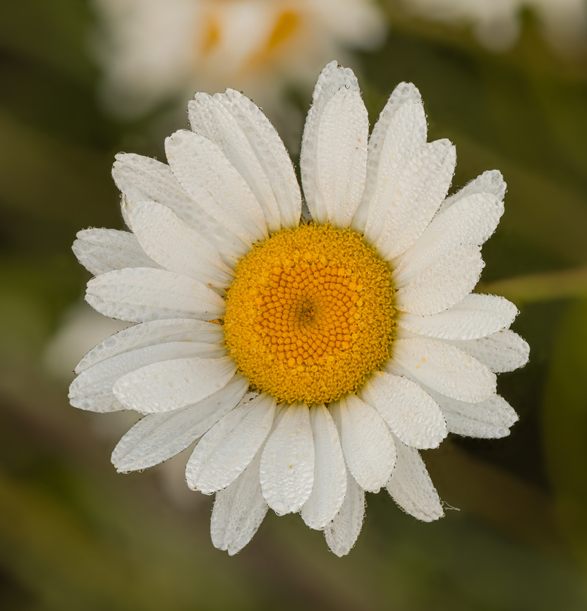 Leucanthemum_vulgare2_2024-06-11_11 SW Michigan USA Covered in early morning dew droplets Geotagged,Leucanthemum vulgare,Ox-eye daisy,Spring,United States