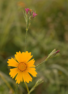 Coreopsis_lanceolata_2024-06-11 SW Michigan USA One of many in a meadow, just after sunrise. I don't know what the plant behind it is. The early morning light changes the color a little- it will be more yellow after the sun gets higher in the sky. Coreopsis lanceolata,Geotagged,Lance-leaved coreopsis,Spring,United States