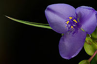 Tradescantia_ohiensis_2024-06-13 SW Michigan USA I collected another flower and managed to photograph it before it closed up.<br />
<br />
The flower I collected the previous day closed by the time I got home:<br />
https://www.jungledragon.com/image/161360/tradescantia_ohiensis_2024-06-12_sw_michigan_usa.html Geotagged,Ohio spiderwort,Spring,Tradescantia ohiensis,United States