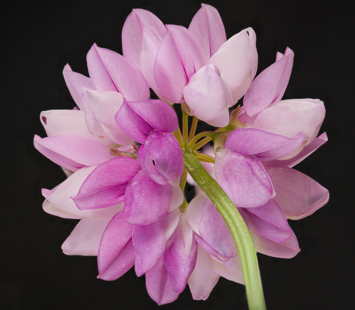 Securigera_varia_2024-06-15 SW Michigan USA Underside of flower Crownvetch,Geotagged,Securigera varia,Spring,United States