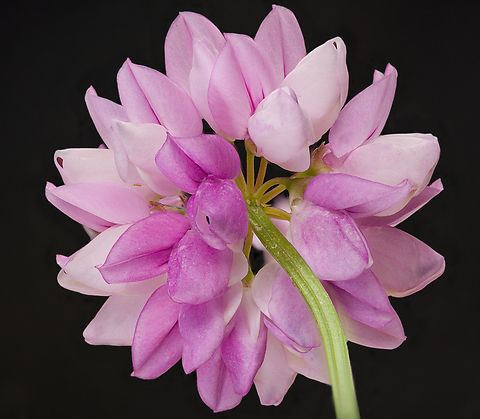 Securigera_varia_2024-06-15 SW Michigan USA Underside of flower Crownvetch,Geotagged,Securigera varia,Spring,United States