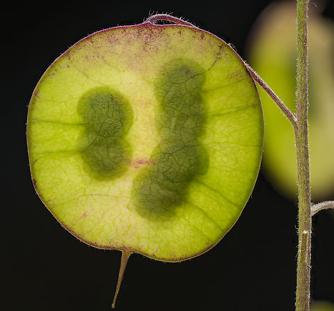 Lunaria_annua_2024-06-16 SW Michigan USA We found this growing in a parking area used by hunters and hikers. A bit of a mystery how it got there. Annual honesty,Geotagged,Lunaria annua,Spring,United States