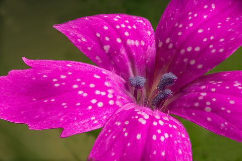 Dianthus_armeria_2024-06-17 SW Michigan USA 12mm wide.
A closer view:

https://www.jungledragon.com/image/161473/dianthus_armeria2_2024-06-17_sw_michigan_usa.html Deptford Pink,Dianthus armeria,Geotagged,Spring,United States