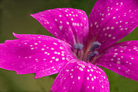 Dianthus_armeria_2024-06-17 SW Michigan USA 12mm wide.<br />
A closer view:<br />
<br />
https://www.jungledragon.com/image/161473/dianthus_armeria2_2024-06-17_sw_michigan_usa.html Deptford Pink,Dianthus armeria,Geotagged,Spring,United States