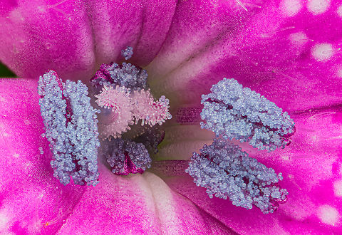 Dianthus_armeria2_2024-06-17 SW Michigan USA 4x with flash

A closeup of this:
https://www.jungledragon.com/image/161472/dianthus_armeria_2024-06-17_sw_michigan_usa.html Deptford Pink,Dianthus armeria