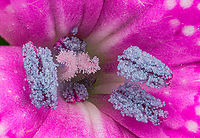 Dianthus_armeria2_2024-06-17 SW Michigan USA 4x with flash<br />
<br />
A closeup of this:<br />
https://www.jungledragon.com/image/161472/dianthus_armeria_2024-06-17_sw_michigan_usa.html Deptford Pink,Dianthus armeria