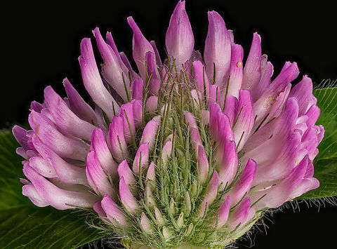 Trifolium_pratense_2024-06-16 SW Michigan USA Red Clover. It was touching a wire mesh fence and the fence side of the flower looks like this. Curious...  I'd wanted to show the internal structure of a clover blossom and there it was, all ready to photograph. Geotagged,Red clover,Spring,Trifolium pratense,United States
