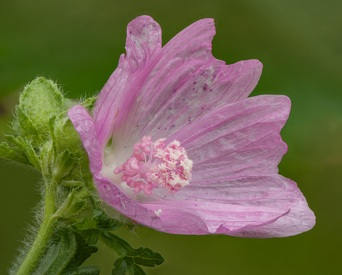 Sidalcea_malviflora_2024-06-21 SW Michigan USA From JoAnn&#039;s garden<br />
<br />
Closeup of the central part of a flower:<br />
<figure class="photo"><a href="https://www.jungledragon.com/image/161608/sidalcea_malviflora3_2024-06-22_sw_michigan_usa.html" title="Sidalcea_malviflora3_2024-06-22 SW Michigan USA"><img src="https://s3.amazonaws.com/media.jungledragon.com/images/11710/161608_thumb.jpg?AWSAccessKeyId=05GMT0V3GWVNE7GGM1R2&Expires=1759968010&Signature=3Ojdb4gfzY0vaURS9oIpvus83mA%3D" width="126" height="152" alt="Sidalcea_malviflora3_2024-06-22 SW Michigan USA Closeup with the petals removed,<br />
<br />
Of one of these flowers:<br />
https://www.jungledragon.com/image/161600/sidalcea_malviflora_2024-06-21_sw_michigan_usa.html Geotagged,Sidalcea malviflora,Summer,United States" /></a></figure> Geotagged,Sidalcea malviflora,Summer,United States
