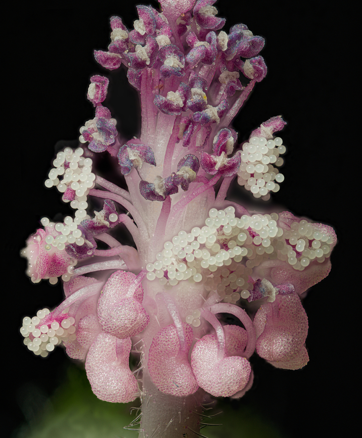 Sidalcea_malviflora3_2024-06-22 SW Michigan USA Closeup with the petals removed,<br />
<br />
Of one of these flowers:<br />
<figure class="photo"><a href="https://www.jungledragon.com/image/161600/sidalcea_malviflora_2024-06-21_sw_michigan_usa.html" title="Sidalcea_malviflora_2024-06-21 SW Michigan USA"><img src="https://s3.amazonaws.com/media.jungledragon.com/images/11710/161600_thumb.jpg?AWSAccessKeyId=05GMT0V3GWVNE7GGM1R2&Expires=1759968010&Signature=veY4PeKi5epVvv966ap%2FFDysLHk%3D" width="200" height="162" alt="Sidalcea_malviflora_2024-06-21 SW Michigan USA From JoAnn&#039;s garden<br />
<br />
Closeup of the central part of a flower:<br />
https://www.jungledragon.com/image/161608/sidalcea_malviflora3_2024-06-22_sw_michigan_usa.html Geotagged,Sidalcea malviflora,Summer,United States" /></a></figure> Geotagged,Sidalcea malviflora,Summer,United States