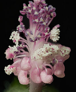 Sidalcea_malviflora3_2024-06-22 SW Michigan USA Closeup with the petals removed,

Of one of these flowers:
https://www.jungledragon.com/image/161600/sidalcea_malviflora_2024-06-21_sw_michigan_usa.html Geotagged,Sidalcea malviflora,Summer,United States