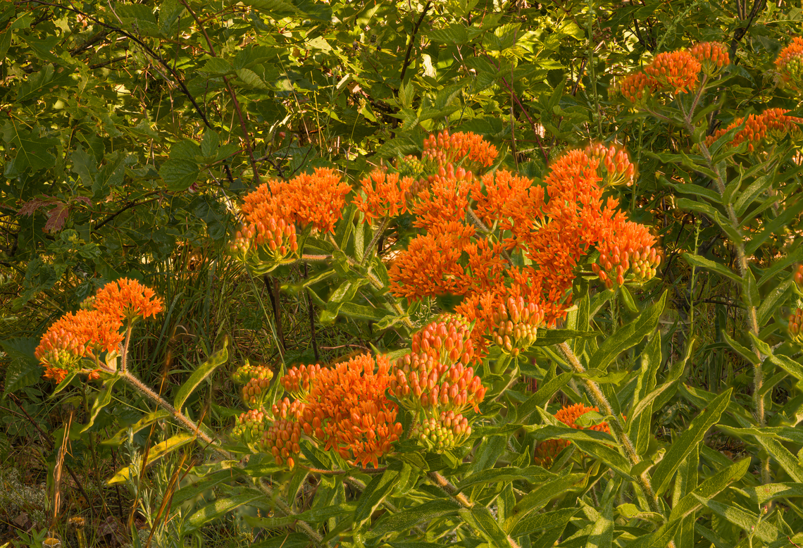 Asclepias tuberosa 2024-06-24 SW Michigan USA Burning off the early morning dew<br />
<br />
A closer view:<br />
<figure class="photo"><a href="https://www.jungledragon.com/image/161674/asclepias_tuberosa3_2024-06-24_sw_michigan_usa.html" title="Asclepias_tuberosa3_2024-06-24 SW Michigan USA"><img src="https://s3.amazonaws.com/media.jungledragon.com/images/11710/161674_thumb.jpg?AWSAccessKeyId=05GMT0V3GWVNE7GGM1R2&Expires=1759968010&Signature=dYivtk%2FqXfDQwJsLQG%2BhfRRjzus%3D" width="200" height="134" alt="Asclepias_tuberosa3_2024-06-24 SW Michigan USA zooming out:<br />
https://www.jungledragon.com/image/161673/asclepias_tuberosa_2024-06-24_sw_michigan_usa.html Asclepias tuberosa,Butterfly Weed,Geotagged,Summer,United States" /></a></figure> Asclepias tuberosa,Butterfly Weed,Geotagged,Summer,United States