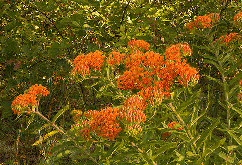 Asclepias tuberosa 2024-06-24 SW Michigan USA Burning off the early morning dew

A closer view:
https://www.jungledragon.com/image/161674/asclepias_tuberosa3_2024-06-24_sw_michigan_usa.html Asclepias tuberosa,Butterfly Weed,Geotagged,Summer,United States