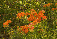 Asclepias tuberosa 2024-06-24 SW Michigan USA Burning off the early morning dew<br />
<br />
A closer view:<br />
https://www.jungledragon.com/image/161674/asclepias_tuberosa3_2024-06-24_sw_michigan_usa.html Asclepias tuberosa,Butterfly Weed,Geotagged,Summer,United States