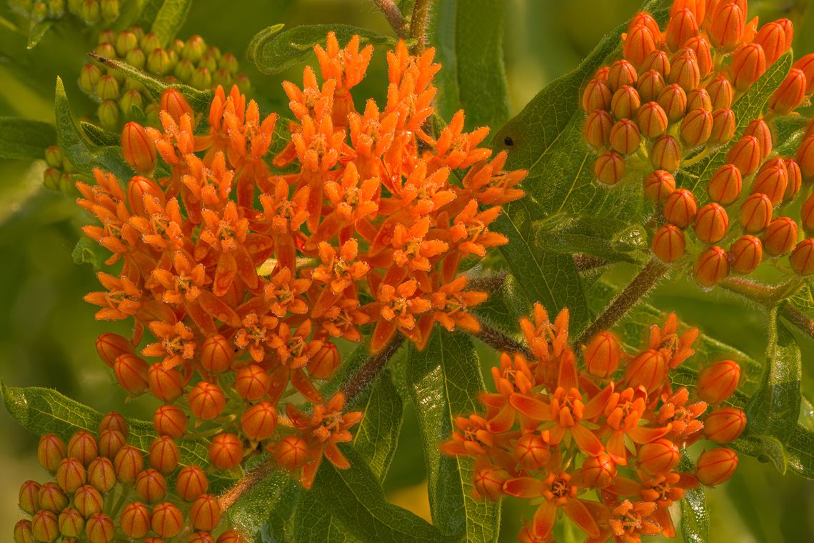 Asclepias_tuberosa3_2024-06-24 SW Michigan USA zooming out:<br />
<figure class="photo"><a href="https://www.jungledragon.com/image/161673/asclepias_tuberosa_2024-06-24_sw_michigan_usa.html" title="Asclepias tuberosa 2024-06-24 SW Michigan USA"><img src="https://s3.amazonaws.com/media.jungledragon.com/images/11710/161673_thumb.jpg?AWSAccessKeyId=05GMT0V3GWVNE7GGM1R2&Expires=1770854410&Signature=Ky86%2BpQtWVEBBcMTr4gGIzMT598%3D" width="200" height="138" alt="Asclepias tuberosa 2024-06-24 SW Michigan USA Burning off the early morning dew<br />
<br />
A closer view:<br />
https://www.jungledragon.com/image/161674/asclepias_tuberosa3_2024-06-24_sw_michigan_usa.html Asclepias tuberosa,Butterfly Weed,Geotagged,Summer,United States" /></a></figure> Asclepias tuberosa,Butterfly Weed,Geotagged,Summer,United States