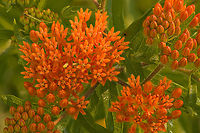 Asclepias_tuberosa3_2024-06-24 SW Michigan USA zooming out:<br />
https://www.jungledragon.com/image/161673/asclepias_tuberosa_2024-06-24_sw_michigan_usa.html Asclepias tuberosa,Butterfly Weed,Geotagged,Summer,United States