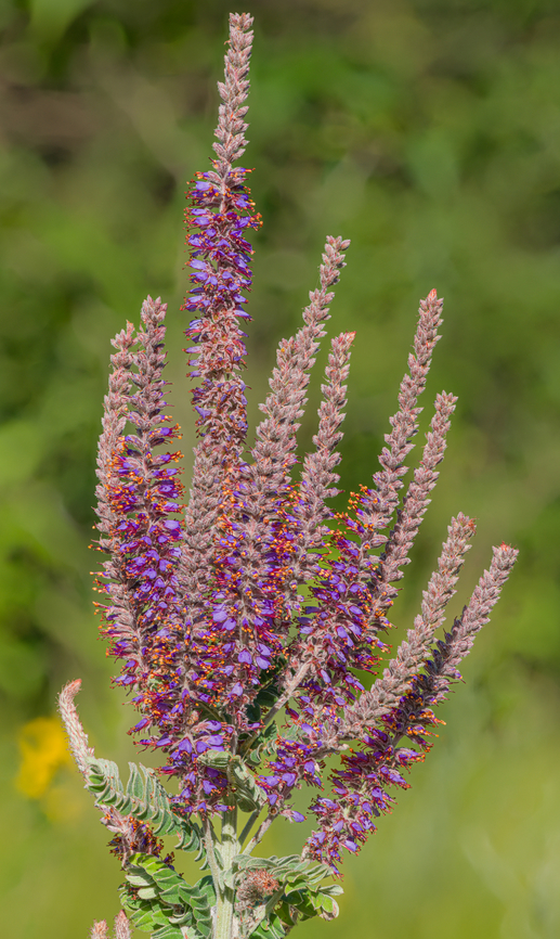 Amorpha canescens 2024-06-24 SW Michigan USA Growing in an open area along the trail on a sandy hill.<br />
<br />
A closer view:<br />
<figure class="photo"><a href="https://www.jungledragon.com/image/161702/amorpha_canescens_2024-06-23_sw_michigan_usa.html" title="Amorpha_canescens_2024-06-23 SW Michigan USA"><img src="https://s3.amazonaws.com/media.jungledragon.com/images/11710/161702_thumb.jpg?AWSAccessKeyId=05GMT0V3GWVNE7GGM1R2&Expires=1759968010&Signature=iNzYSAMbB9MH6YVhyCVRazOwe10%3D" width="102" height="152" alt="Amorpha_canescens_2024-06-23 SW Michigan USA A closer view of the flowering stalk of this plant:<br />
<br />
https://www.jungledragon.com/image/161701/amorpha_canescens_2024-06-24_sw_michigan_usa.html Amorpha canescens,Geotagged,Leadplant,Summer,United States" /></a></figure> Amorpha canescens,Geotagged,Leadplant,Summer,United States