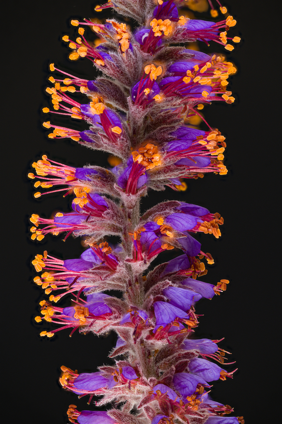 Amorpha_canescens_2024-06-23 SW Michigan USA A closer view of the flowering stalk of this plant:<br />
<br />
<figure class="photo"><a href="https://www.jungledragon.com/image/161701/amorpha_canescens_2024-06-24_sw_michigan_usa.html" title="Amorpha canescens 2024-06-24 SW Michigan USA"><img src="https://s3.amazonaws.com/media.jungledragon.com/images/11710/161701_thumb.jpg?AWSAccessKeyId=05GMT0V3GWVNE7GGM1R2&Expires=1767225610&Signature=QPr6AnOFX1%2FQXD7ur2aKORNZWN0%3D" width="92" height="152" alt="Amorpha canescens 2024-06-24 SW Michigan USA Growing in an open area along the trail on a sandy hill.<br />
<br />
A closer view:<br />
https://www.jungledragon.com/image/161702/amorpha_canescens_2024-06-23_sw_michigan_usa.html Amorpha canescens,Geotagged,Leadplant,Summer,United States" /></a></figure> Amorpha canescens,Geotagged,Leadplant,Summer,United States