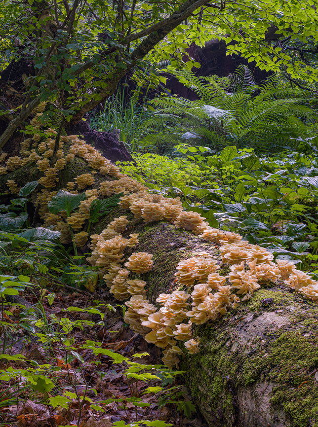 Pleurotus_2024-06-24 SW Michigan USA We found this astonishingly large fruiting at the base of an esker, next to a cedar swamp. I&#039;m going to stick my neck out and call it Pleurotus pulmonarius.  Baroni in his  &#039;Mushrooms of the NE US and E Canada&#039; field guide says that it is likely to be found on beech logs and there are quite a few gorgeous beech trees growing on this esker. <br />
<br />
A closer view:<br />
<figure class="photo"><a href="https://www.jungledragon.com/image/161715/pleurotus_2024-06-25_sw_michigan_usa.html" title="Pleurotus_2024-06-25 SW Michigan USA"><img src="https://s3.amazonaws.com/media.jungledragon.com/images/11710/161715_thumb.jpg?AWSAccessKeyId=05GMT0V3GWVNE7GGM1R2&Expires=1767225610&Signature=ozsovGMWlUNMWJ%2FkVeBrZBKXFw0%3D" width="200" height="134" alt="Pleurotus_2024-06-25 SW Michigan USA A view of a sampling from here:<br />
<br />
https://www.jungledragon.com/image/161714/pleurotus_2024-06-24_sw_michigan_usa.html Geotagged,Lung Oyster,Pleurotus pulmonarius,Summer,United States" /></a></figure> Geotagged,Lung Oyster,Pleurotus pulmonarius,Summer,United States