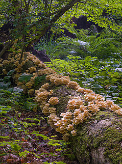 Pleurotus_2024-06-24 SW Michigan USA We found this astonishingly large fruiting at the base of an esker, next to a cedar swamp. I'm going to stick my neck out and call it Pleurotus pulmonarius.  Baroni in his  'Mushrooms of the NE US and E Canada' field guide says that it is likely to be found on beech logs and there are quite a few gorgeous beech trees growing on this esker. 

A closer view:
https://www.jungledragon.com/image/161715/pleurotus_2024-06-25_sw_michigan_usa.html Geotagged,Lung Oyster,Pleurotus pulmonarius,Summer,United States