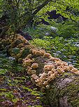 Pleurotus_2024-06-24 SW Michigan USA We found this astonishingly large fruiting at the base of an esker, next to a cedar swamp. I'm going to stick my neck out and call it Pleurotus pulmonarius.  Baroni in his  'Mushrooms of the NE US and E Canada' field guide says that it is likely to be found on beech logs and there are quite a few gorgeous beech trees growing on this esker. <br />
<br />
A closer view:<br />
https://www.jungledragon.com/image/161715/pleurotus_2024-06-25_sw_michigan_usa.html Geotagged,Lung Oyster,Pleurotus pulmonarius,Summer,United States