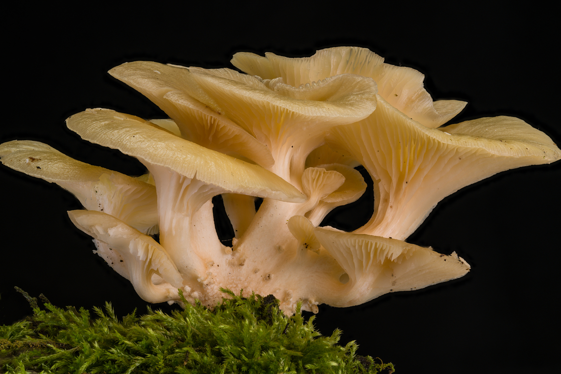 Pleurotus_2024-06-25 SW Michigan USA A view of a sampling from here:<br />
<br />
<figure class="photo"><a href="https://www.jungledragon.com/image/161714/pleurotus_2024-06-24_sw_michigan_usa.html" title="Pleurotus_2024-06-24 SW Michigan USA"><img src="https://s3.amazonaws.com/media.jungledragon.com/images/11710/161714_thumb.jpg?AWSAccessKeyId=05GMT0V3GWVNE7GGM1R2&Expires=1767225610&Signature=rl4T6bSKxBCOT2lLipEsDo2YnsE%3D" width="114" height="152" alt="Pleurotus_2024-06-24 SW Michigan USA We found this astonishingly large fruiting at the base of an esker, next to a cedar swamp. I&#039;m going to stick my neck out and call it Pleurotus pulmonarius.  Baroni in his  &#039;Mushrooms of the NE US and E Canada&#039; field guide says that it is likely to be found on beech logs and there are quite a few gorgeous beech trees growing on this esker. <br />
<br />
A closer view:<br />
https://www.jungledragon.com/image/161715/pleurotus_2024-06-25_sw_michigan_usa.html Geotagged,Lung Oyster,Pleurotus pulmonarius,Summer,United States" /></a></figure> Geotagged,Lung Oyster,Pleurotus pulmonarius,Summer,United States
