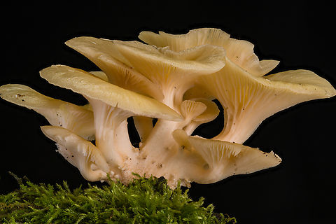 Pleurotus_2024-06-25 SW Michigan USA A view of a sampling from here:

https://www.jungledragon.com/image/161714/pleurotus_2024-06-24_sw_michigan_usa.html Geotagged,Lung Oyster,Pleurotus pulmonarius,Summer,United States