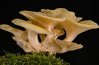 Pleurotus_2024-06-25 SW Michigan USA A view of a sampling from here:<br />
<br />
https://www.jungledragon.com/image/161714/pleurotus_2024-06-24_sw_michigan_usa.html Geotagged,Lung Oyster,Pleurotus pulmonarius,Summer,United States