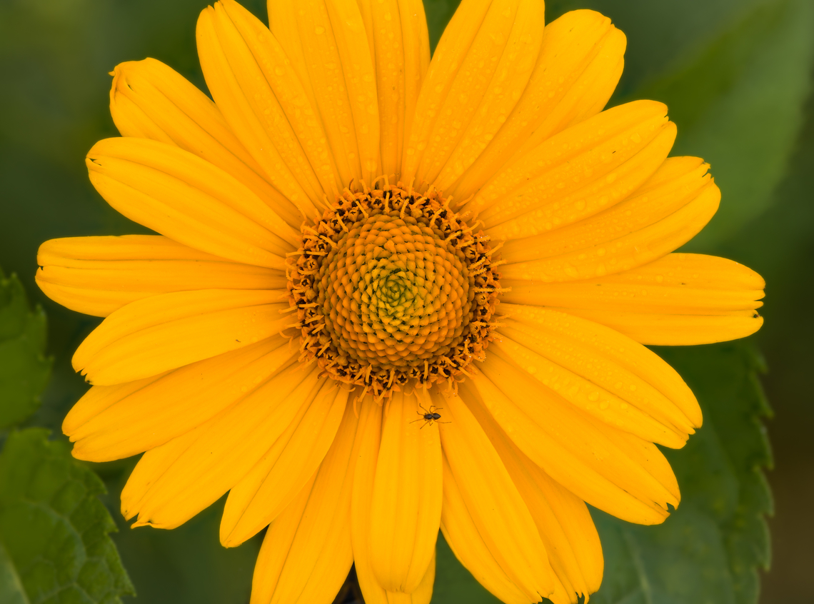 Heliopsis_helianthoides3_2024-06-27 SW Michigan USA In JoAnn&#039;s garden, with some early morning dew<br />
<br />
Closer views:<br />
<figure class="photo"><a href="https://www.jungledragon.com/image/161726/heliopsis_helianthoides1_2024-06-27_sw_michigan_usa.html" title="Heliopsis_helianthoides1_2024-06-27 SW Michigan USA"><img src="https://s3.amazonaws.com/media.jungledragon.com/images/11710/161726_thumb.jpg?AWSAccessKeyId=05GMT0V3GWVNE7GGM1R2&Expires=1767225610&Signature=qYdkdm14j5AZQ7NZ4tEOMU5EyY4%3D" width="200" height="134" alt="Heliopsis_helianthoides1_2024-06-27 SW Michigan USA 1:1 magnification of:<br />
https://www.jungledragon.com/image/161725/heliopsis_helianthoides3_2024-06-27_sw_michigan_usa.html<br />
 False sunflower,Geotagged,Heliopsis helianthoides,Summer,United States" /></a></figure><br />
<figure class="photo"><a href="https://www.jungledragon.com/image/161727/heliopsis_helianthoides2_2024-06-27_sw_michigan_usa.html" title="Heliopsis_helianthoides2_2024-06-27 SW Michigan USA"><img src="https://s3.amazonaws.com/media.jungledragon.com/images/11710/161727_thumb.jpg?AWSAccessKeyId=05GMT0V3GWVNE7GGM1R2&Expires=1767225610&Signature=08n6FtHI2AzdMspgnQ5d7x%2BwtRw%3D" width="200" height="134" alt="Heliopsis_helianthoides2_2024-06-27 SW Michigan USA 2:1 magnification of:<br />
https://www.jungledragon.com/image/161725/heliopsis_helianthoides3_2024-06-27_sw_michigan_usa.html False sunflower,Geotagged,Heliopsis helianthoides,Summer,United States" /></a></figure> False sunflower,Geotagged,Heliopsis helianthoides,Summer,United States