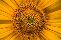 Heliopsis_helianthoides1_2024-06-27 SW Michigan USA 1:1 magnification of:<br />
https://www.jungledragon.com/image/161725/heliopsis_helianthoides3_2024-06-27_sw_michigan_usa.html<br />
False sunflower,Geotagged,Heliopsis helianthoides,Summer,United States