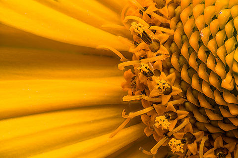 Heliopsis_helianthoides2_2024-06-27 SW Michigan USA 2:1 magnification of:
https://www.jungledragon.com/image/161725/heliopsis_helianthoides3_2024-06-27_sw_michigan_usa.html False sunflower,Geotagged,Heliopsis helianthoides,Summer,United States