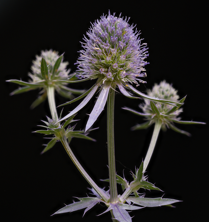 Eryngium_planum_2024-06-28 Another flower from JoAnn&#039;s garden Blue eryngo,Eryngium planum,Geotagged,Summer,United States