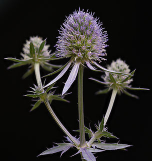 Eryngium_planum_2024-06-28 Another flower from JoAnn's garden Blue eryngo,Eryngium planum,Geotagged,Summer,United States