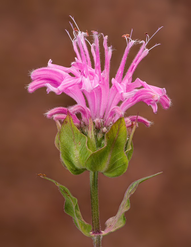 Monarda_fistulosa_2024-06-29 SW Michigan USA From JoAnn&#039;s garden.<br />
<br />
Closeups:<br />
<figure class="photo"><a href="https://www.jungledragon.com/image/161795/monarda_fistulosa2_2024-06-29_sw_michigan_usa.html" title="Monarda_fistulosa2_2024-06-29 SW Michigan USA"><img src="https://s3.amazonaws.com/media.jungledragon.com/images/11710/161795_thumb.jpg?AWSAccessKeyId=05GMT0V3GWVNE7GGM1R2&Expires=1759968010&Signature=zQKA9FNbz4NN7xbttK6Wqmxo%2F28%3D" width="108" height="152" alt="Monarda_fistulosa2_2024-06-29 SW Michigan USA A closer view of:<br />
https://www.jungledragon.com/image/161794/monarda_fistulosa_2024-06-29_sw_michigan_usa.html Geotagged,Monarda fistulosa,Summer,United States,Wild bergamot" /></a></figure><br />
<figure class="photo"><a href="https://www.jungledragon.com/image/161801/monarda_fistulosa_2024-06-30_sw_michigan_usa.html" title="Monarda_fistulosa_2024-06-30 SW Michigan USA"><img src="https://s3.amazonaws.com/media.jungledragon.com/images/11710/161801_thumb.jpg?AWSAccessKeyId=05GMT0V3GWVNE7GGM1R2&Expires=1759968010&Signature=P%2F6LzTVQE0IZbvi7KekX6VT%2F4Ho%3D" width="200" height="150" alt="Monarda_fistulosa_2024-06-30 SW Michigan USA The lower portion of these flowers, with the sepals folded back (2:1 magnification)<br />
<br />
https://www.jungledragon.com/image/161794/monarda_fistulosa_2024-06-29_sw_michigan_usa.html<br />
 Geotagged,Monarda fistulosa,Summer,United States,Wild bergamot" /></a></figure><br />
<figure class="photo"><a href="https://www.jungledragon.com/image/161803/monarda_fistulosa2_2024-06-30_sw_michigan_usa.html" title="Monarda_fistulosa2_2024-06-30 SW Michigan USA"><img src="https://s3.amazonaws.com/media.jungledragon.com/images/11710/161803_thumb.jpg?AWSAccessKeyId=05GMT0V3GWVNE7GGM1R2&Expires=1759968010&Signature=O%2FOhldO1hhGUkn8moppPwMUkDT8%3D" width="102" height="152" alt="Monarda_fistulosa2_2024-06-30 SW Michigan USA 4:1 view of the lower part of these flowers:<br />
https://www.jungledragon.com/image/161794/monarda_fistulosa_2024-06-29_sw_michigan_usa.html Geotagged,Monarda fistulosa,Summer,United States,Wild bergamot" /></a></figure> Geotagged,Monarda fistulosa,Summer,United States,Wild bergamot
