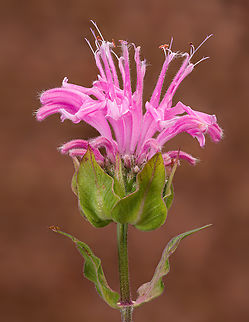 Monarda_fistulosa_2024-06-29 SW Michigan USA From JoAnn's garden.

Closeups:
https://www.jungledragon.com/image/161795/monarda_fistulosa2_2024-06-29_sw_michigan_usa.html
https://www.jungledragon.com/image/161801/monarda_fistulosa_2024-06-30_sw_michigan_usa.html
https://www.jungledragon.com/image/161803/monarda_fistulosa2_2024-06-30_sw_michigan_usa.html Geotagged,Monarda fistulosa,Summer,United States,Wild bergamot