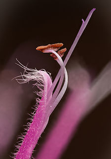Monarda_fistulosa2_2024-06-29 SW Michigan USA A closer view of:
https://www.jungledragon.com/image/161794/monarda_fistulosa_2024-06-29_sw_michigan_usa.html Geotagged,Monarda fistulosa,Summer,United States,Wild bergamot